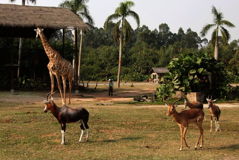 Eastern Africa drive-in area