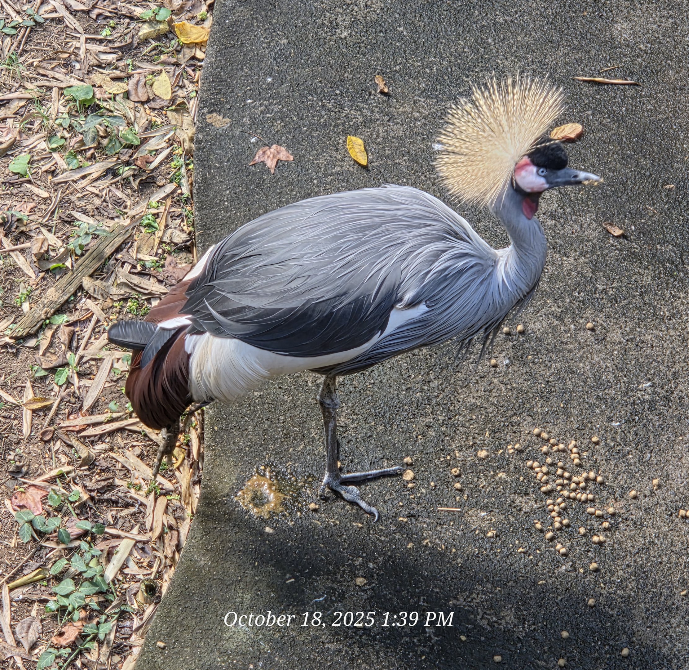 Eastern African Crowned Crane - Zoo Knoxville