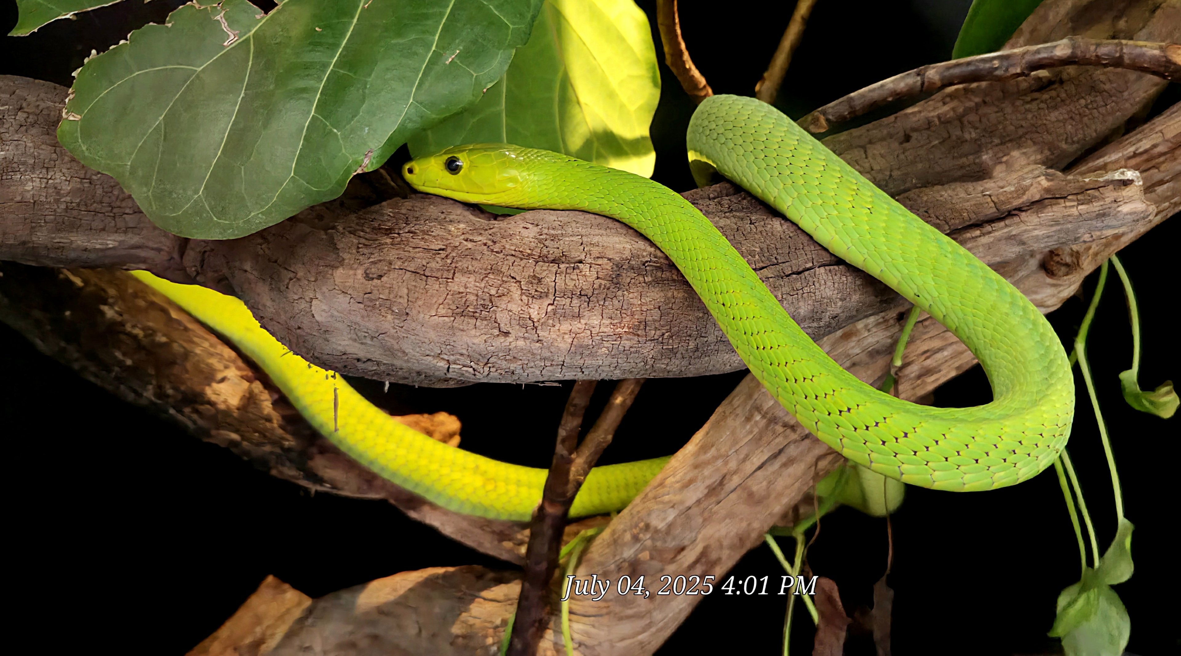 Eastern African Green Mamba-Reptile Gardens