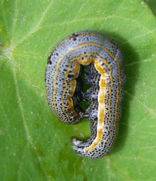 Eastern Alchymist (Aedia leucomelas)