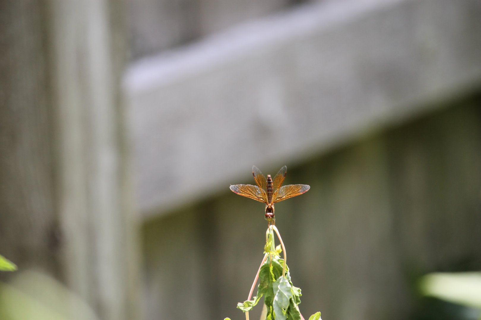 Eastern amberwing (Perithemis tenera)