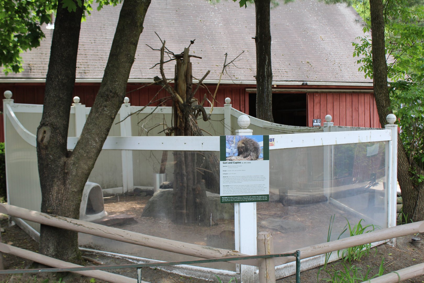 Eastern American Porcupine Enclosure