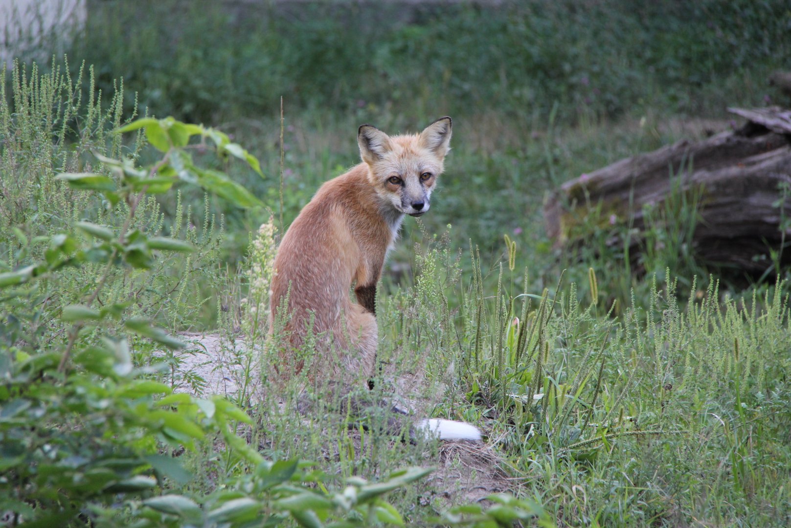Eastern American red fox (Vulpes vulpes fulvus)
