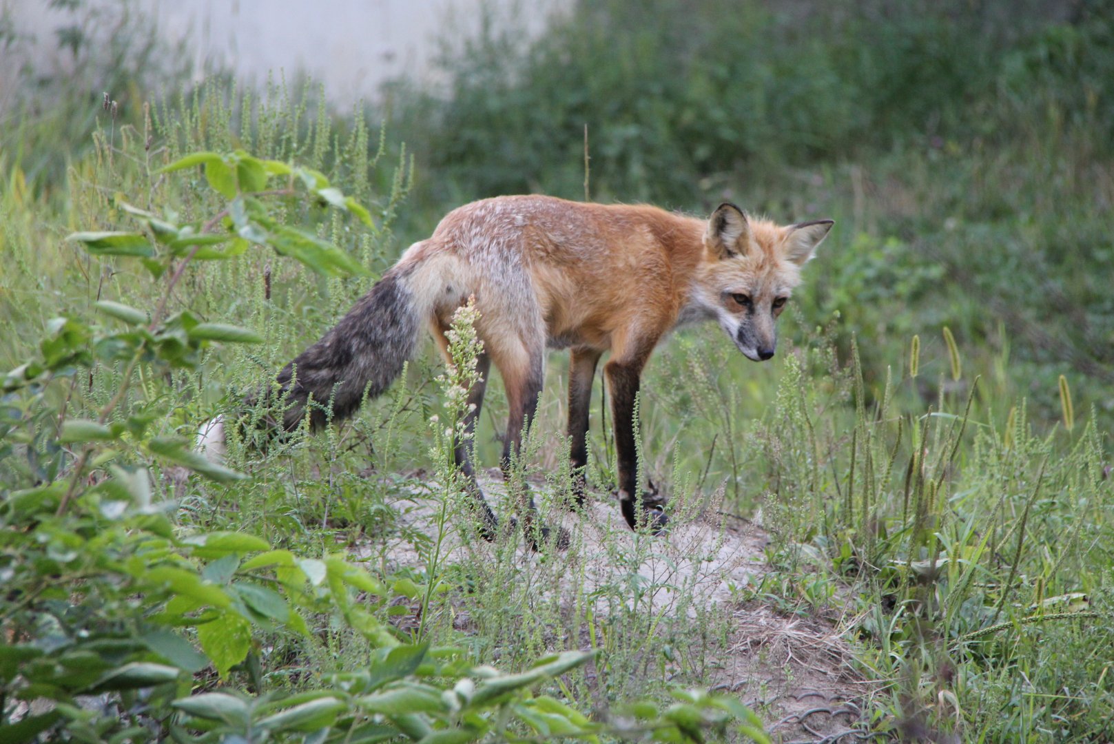 Eastern American red fox (Vulpes vulpes fulvus)