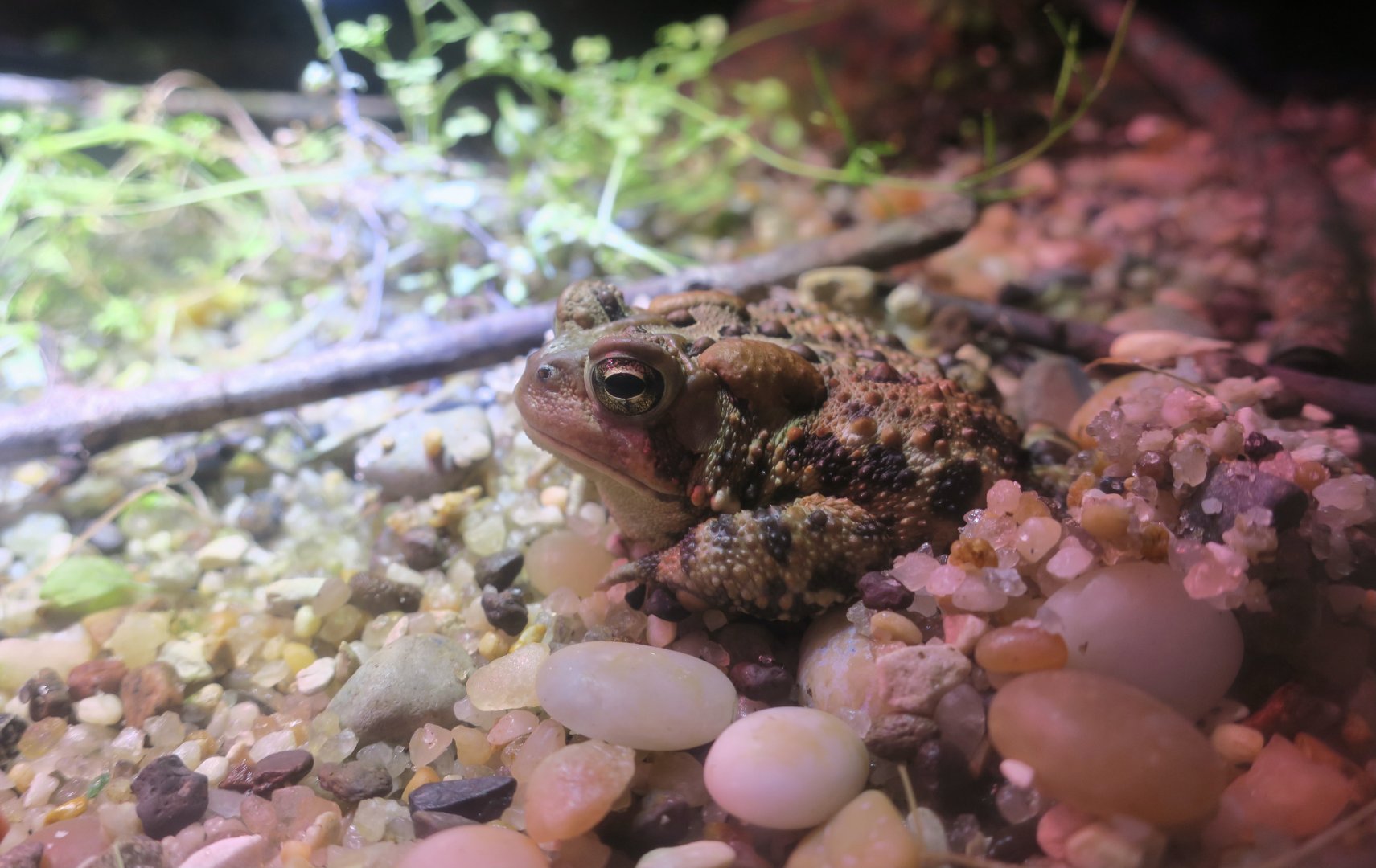 Eastern American Toad (Anaxyrus americanus americanus) - Cold Spring Harbor Fish Hatchery & Aquarium