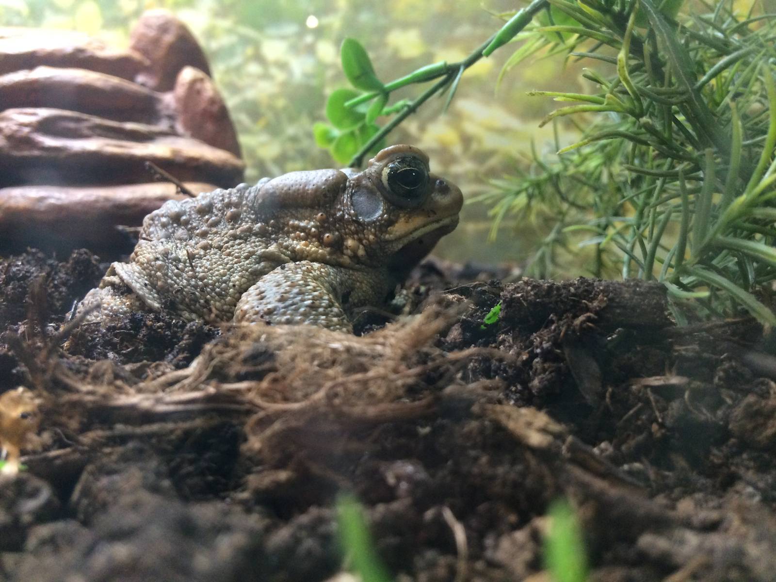 Eastern American Toad (Anaxyrus americanus americanus)