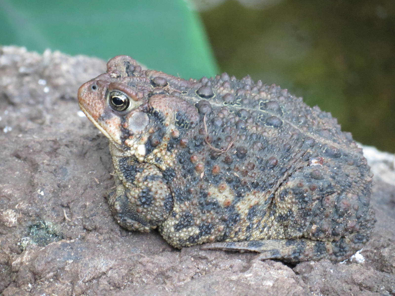 Eastern American Toad