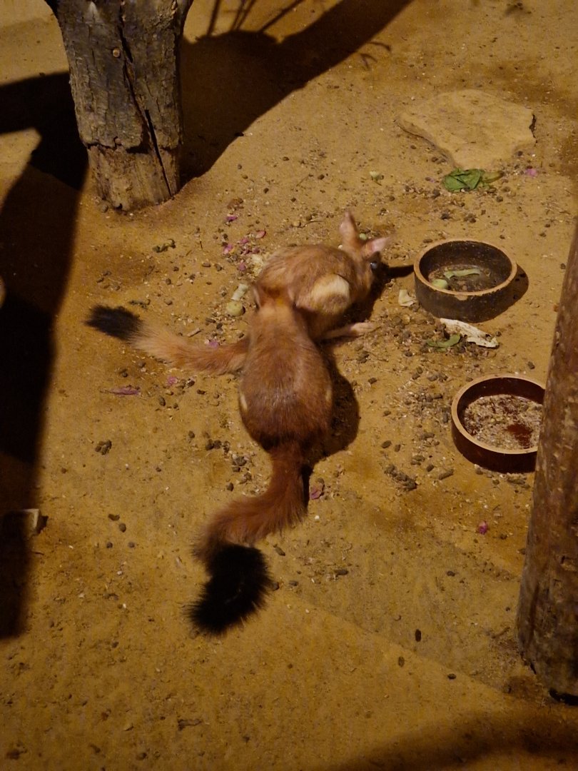 Eastern and southern springhare