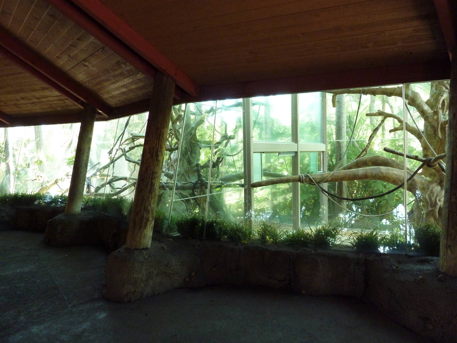 Eastern Angolan Colobus/Wolf's Guenon Exhibit