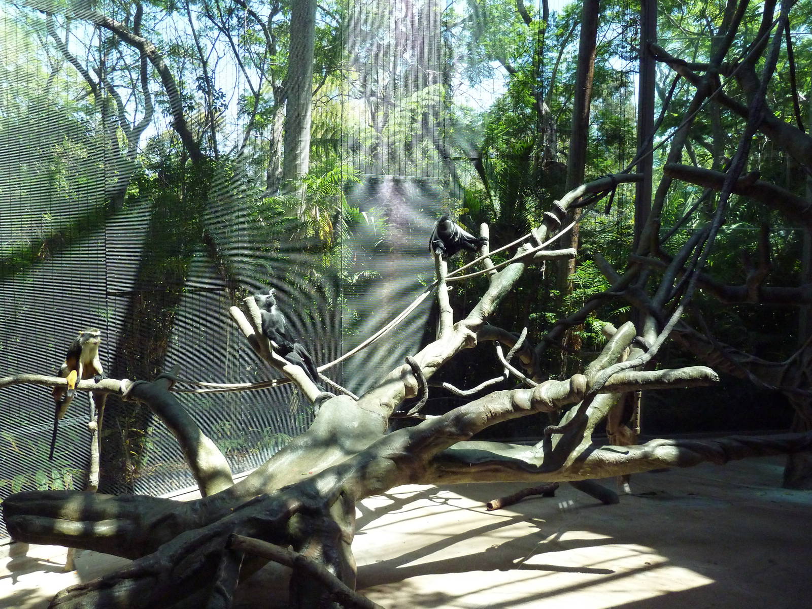 Eastern Angolan Colobus/Wolf's Guenon Exhibit