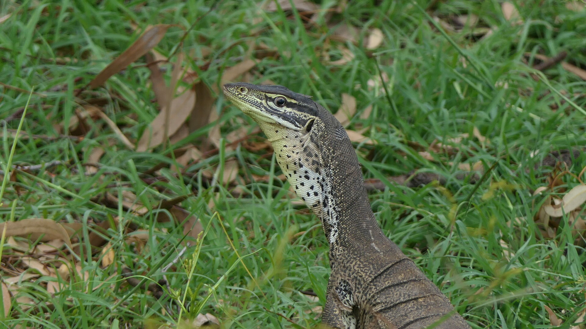 Eastern Argus Monitor (Varanus panoptes panoptes)