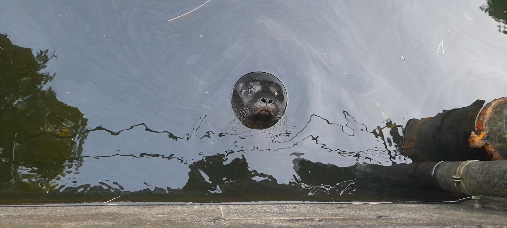 Eastern Atlantic common seal ( Phoca vitulina vitulina)