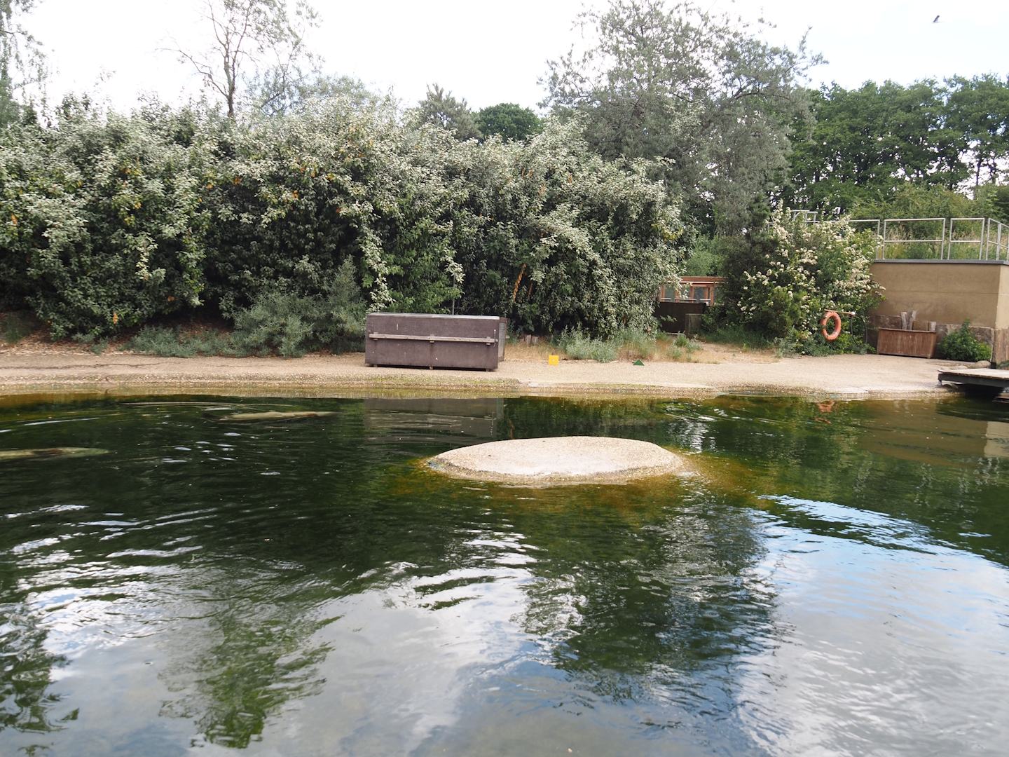 Eastern Atlantic harbor seal exhibit, 2025-05-22