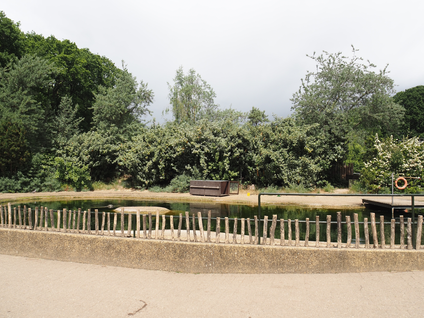 Eastern Atlantic harbor seal exhibit, 2025-05-22
