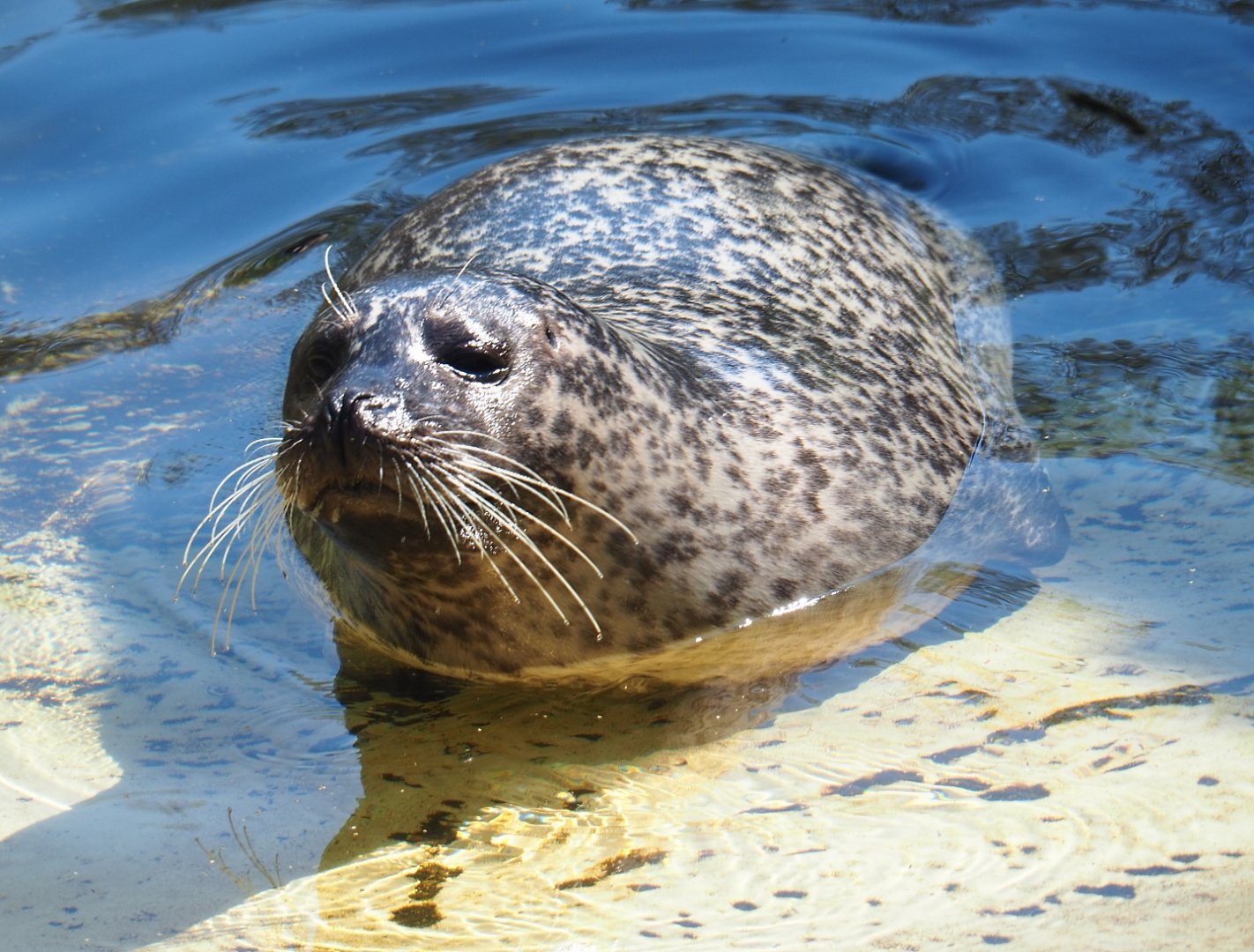 Eastern Atlantic harbor seal (Phoca vitulina vitulina), 2019-04-20