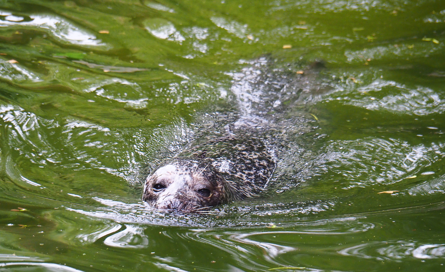 Eastern Atlantic harbor seal (Phoca vitulina vitulina), 2020-05-24