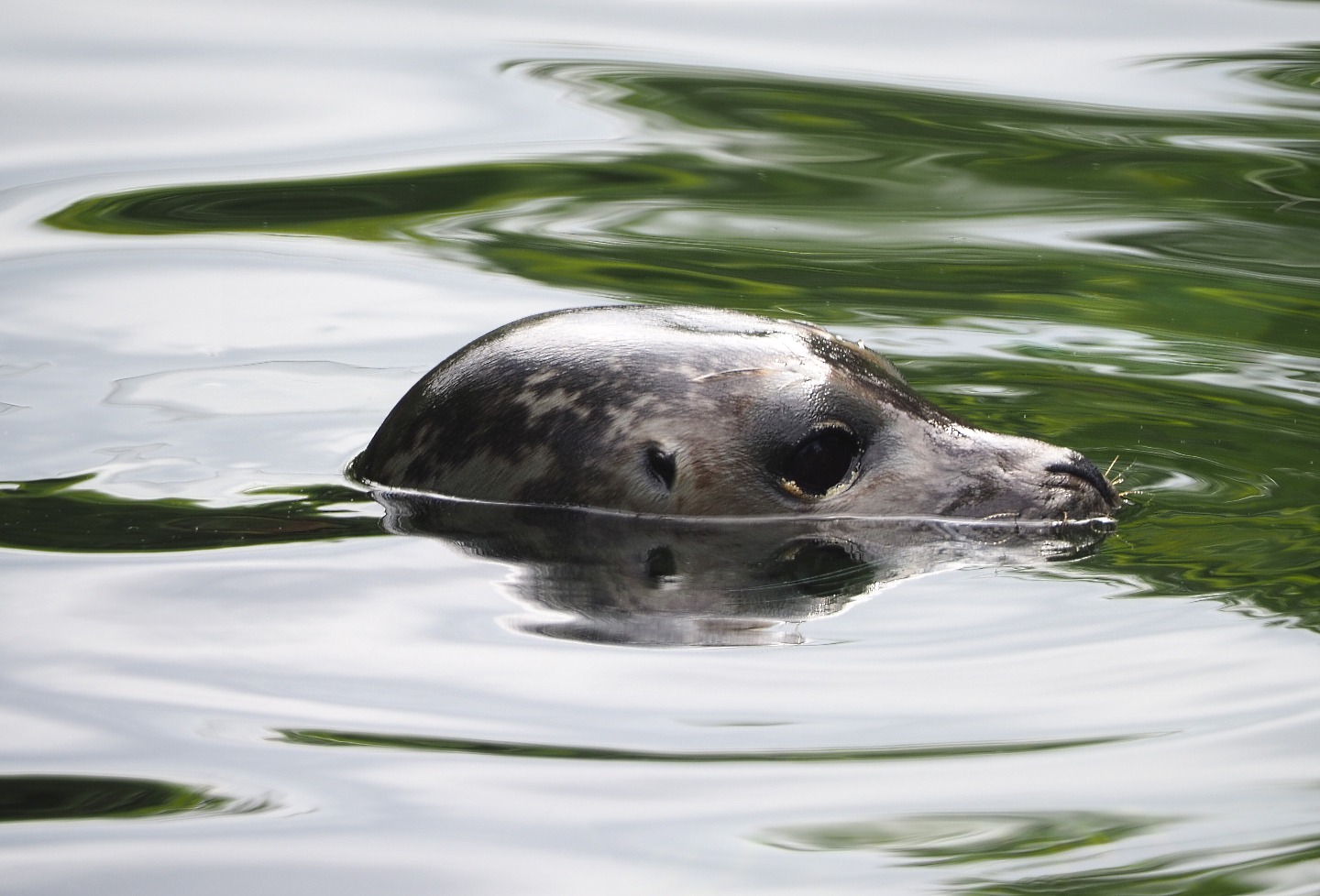 Eastern Atlantic harbor seal (Phoca vitulina vitulina), 2020-06-28