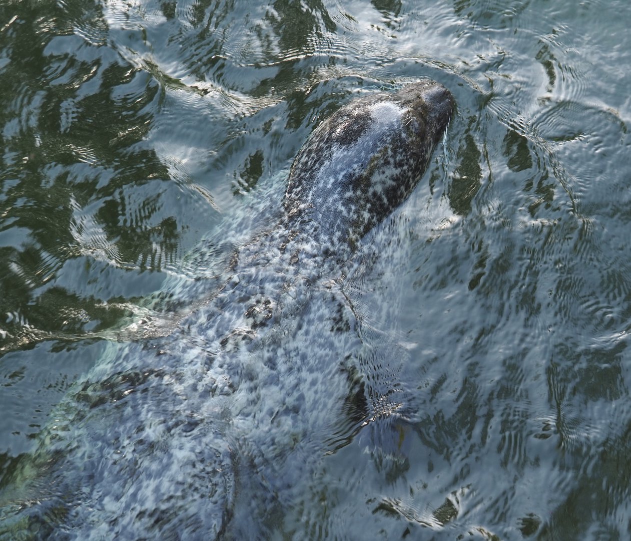 Eastern Atlantic harbor seal (Phoca vitulina vitulina), 2020-09-20