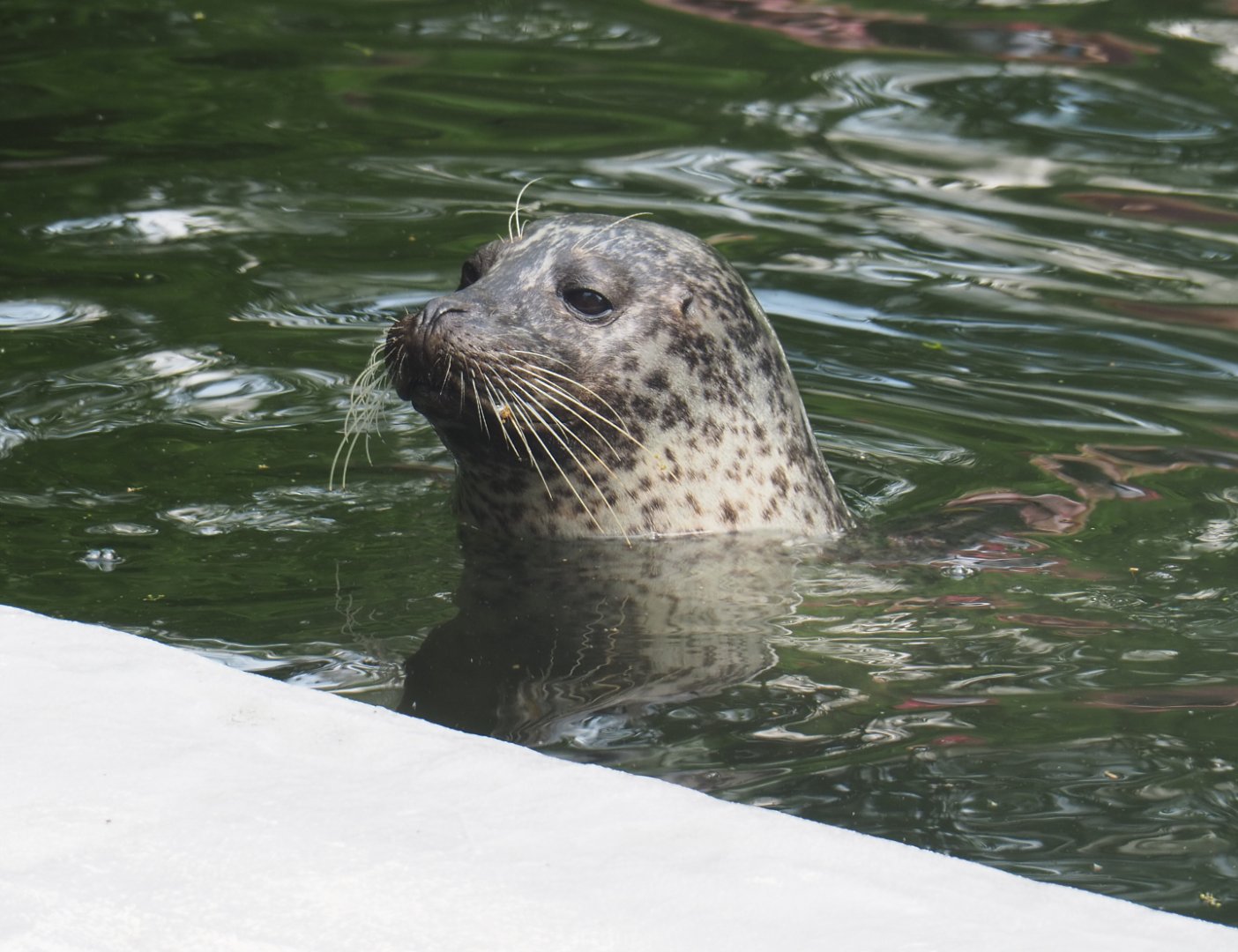 Eastern Atlantic harbor seal (Phoca vitulina vitulina), 2022-05-26