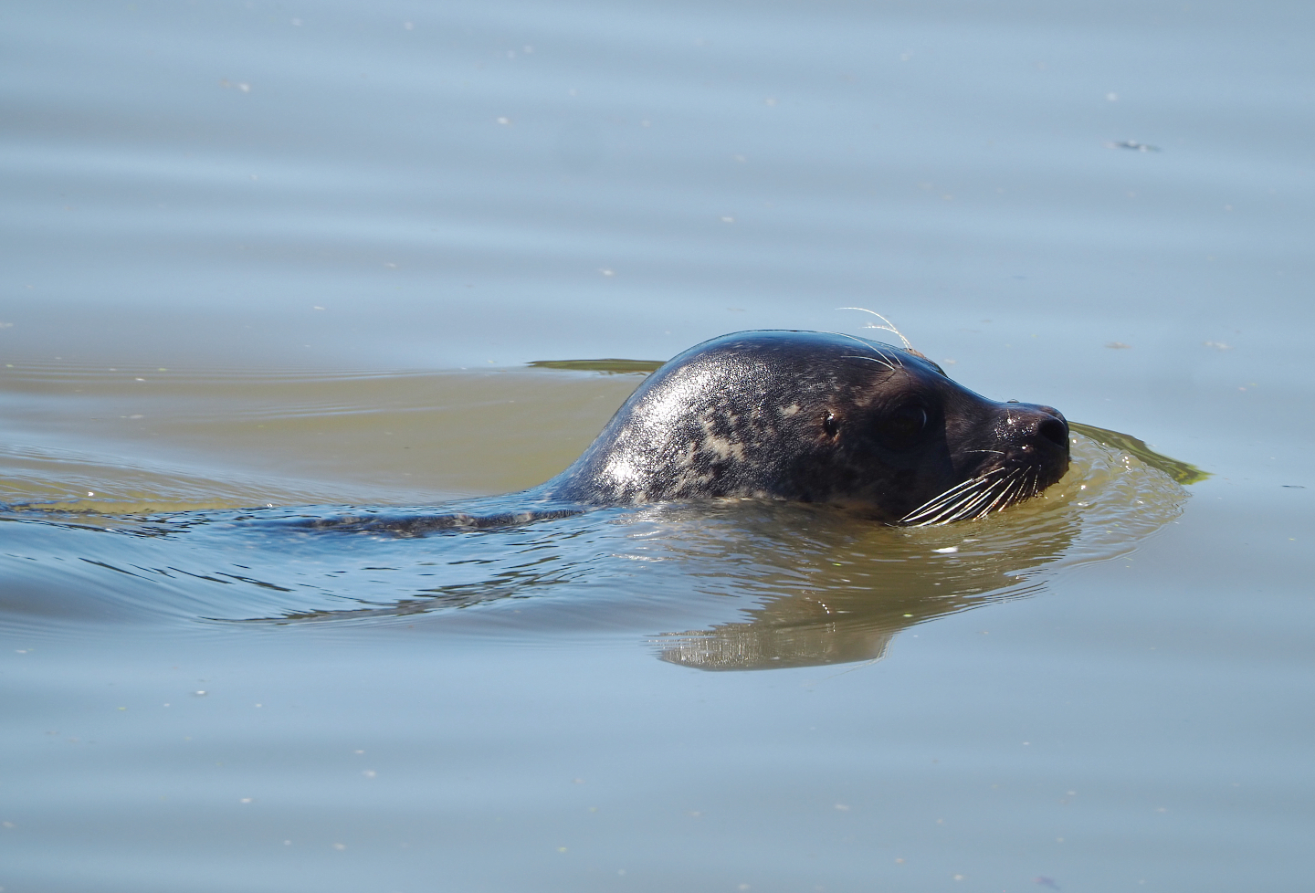 Eastern Atlantic harbor seal (Phoca vitulina vitulina), 2022-06-28