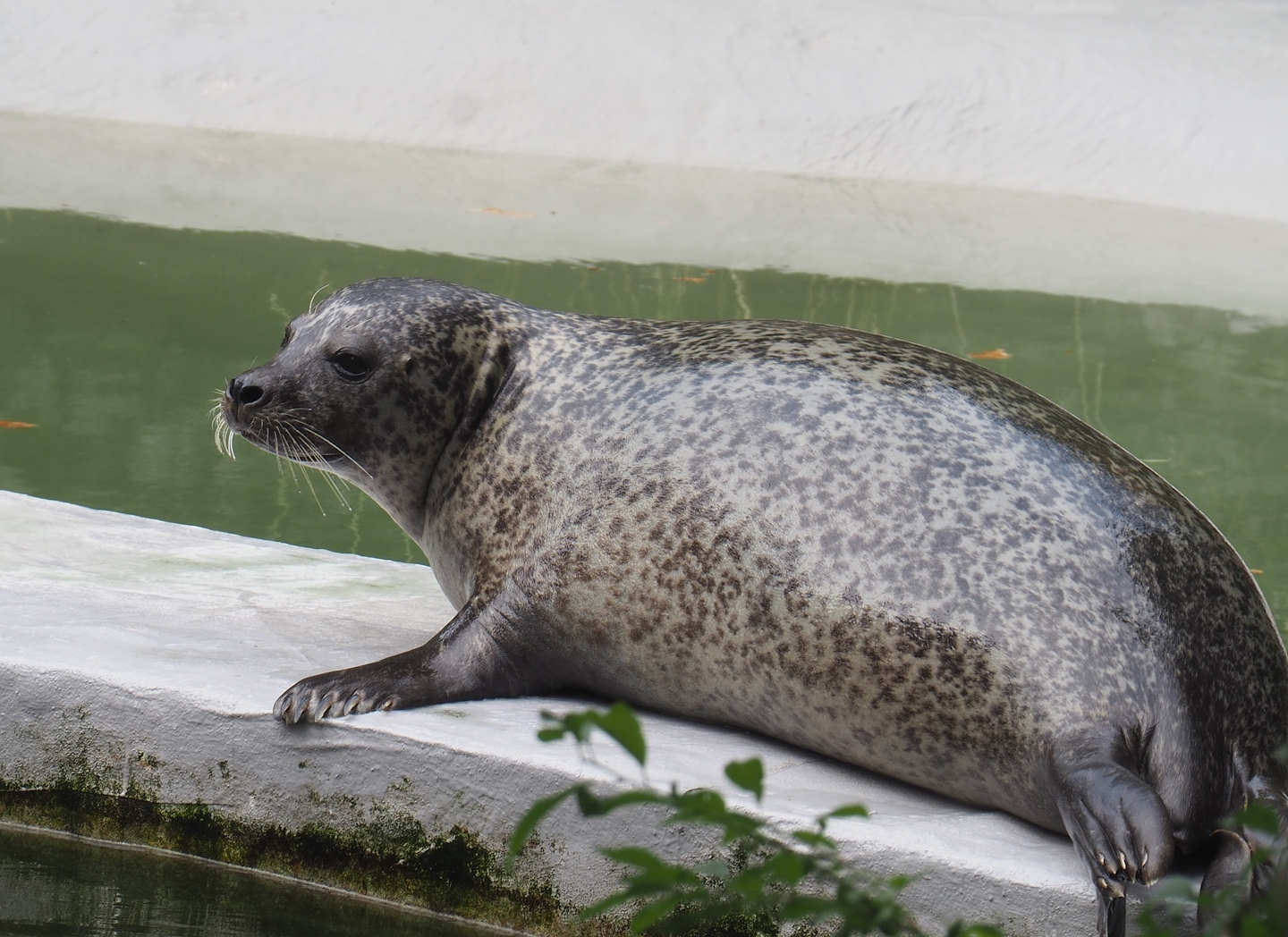 Eastern Atlantic harbor seal (Phoca vitulina vitulina), 2022-08-16