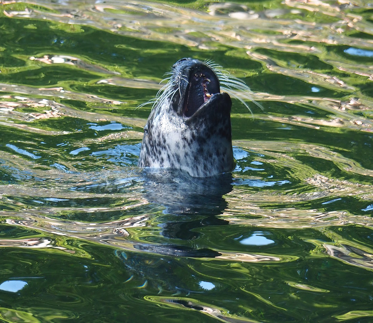 Eastern Atlantic harbor seal (Phoca vitulina vitulina), 2022-09-04