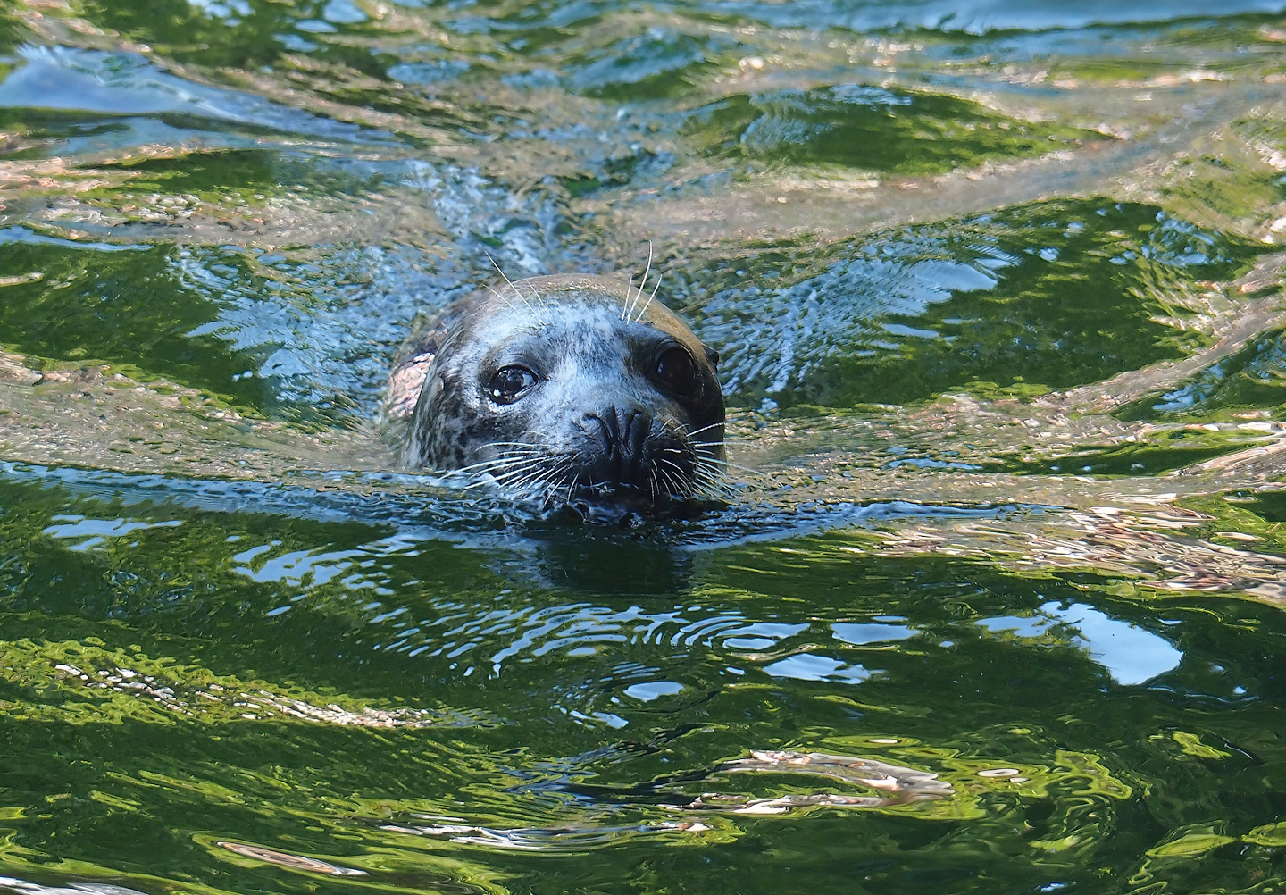Eastern Atlantic harbor seal (Phoca vitulina vitulina), 2022-09-04