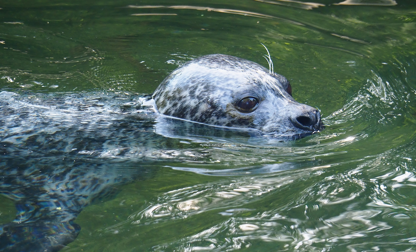 Eastern Atlantic harbor seal (Phoca vitulina vitulina), 2022-09-04