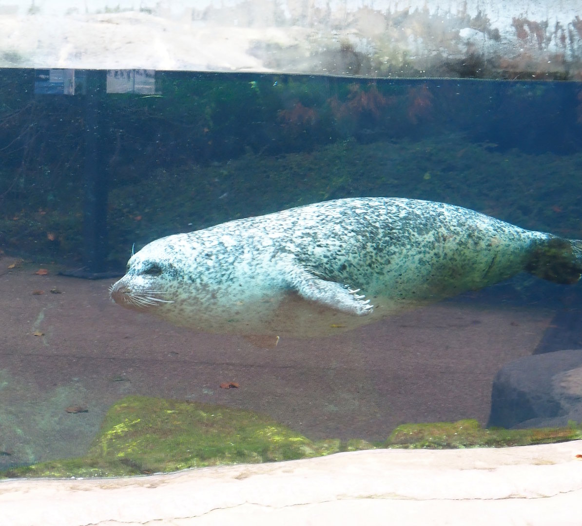 Eastern Atlantic harbor seal (Phoca vitulina vitulina), 2022-10-29
