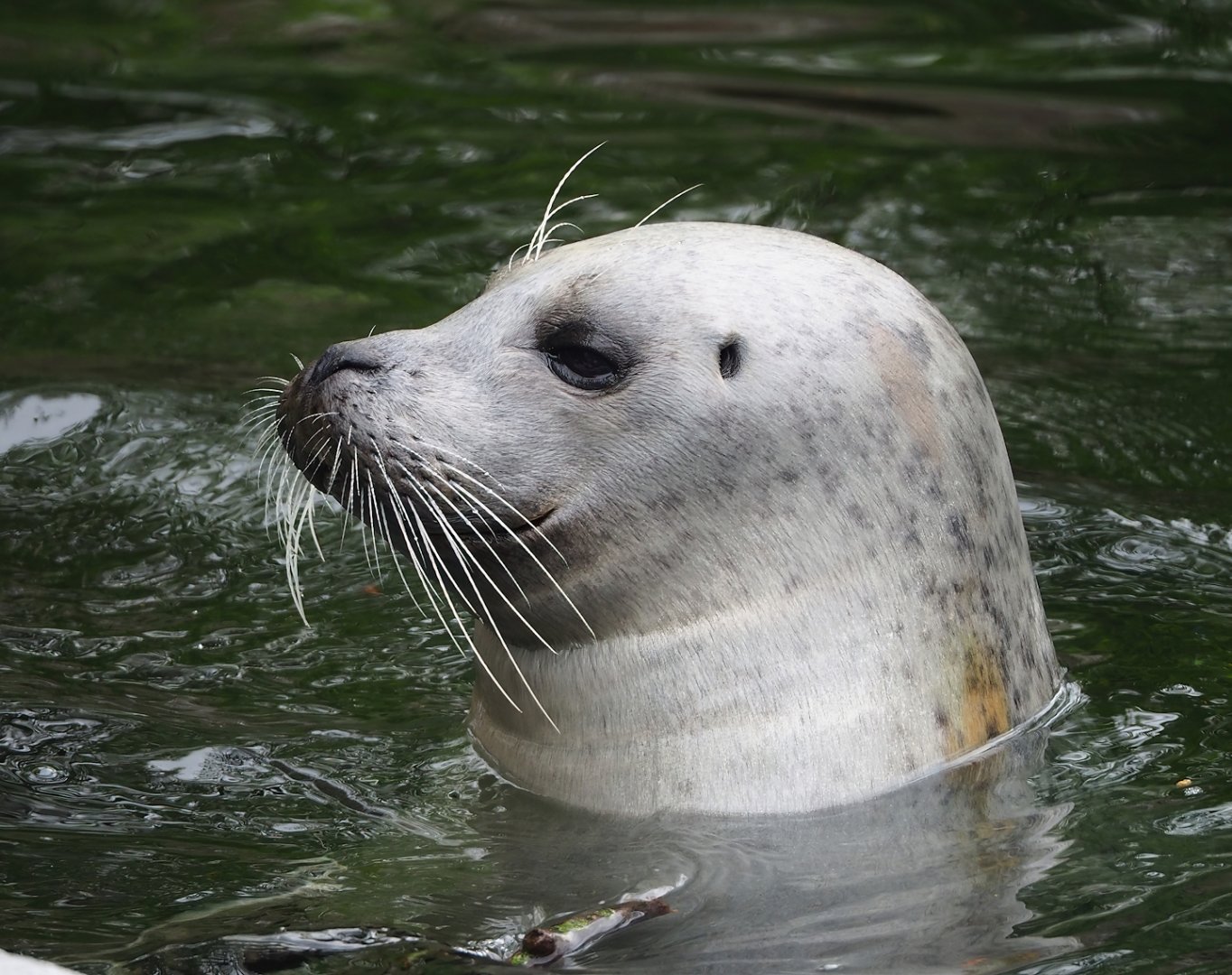 Eastern Atlantic harbor seal (Phoca vitulina vitulina), 2023-04-08