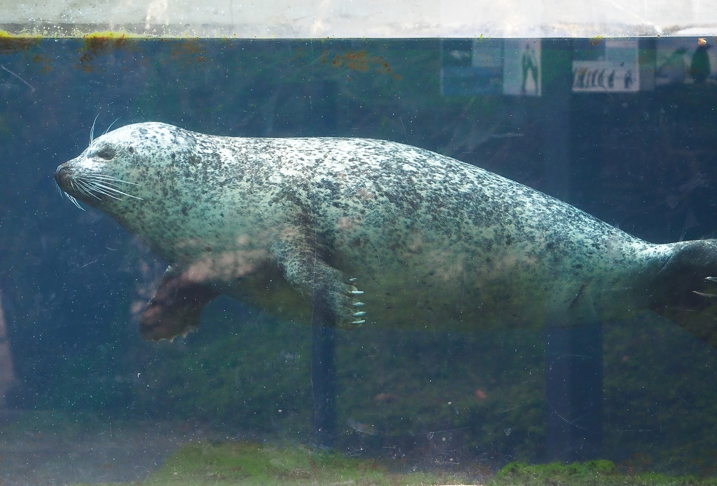 Eastern Atlantic harbor seal (Phoca vitulina vitulina), 2023-04-08