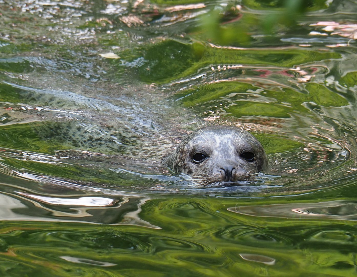 Eastern Atlantic harbor seal (Phoca vitulina vitulina), 2023-07-22