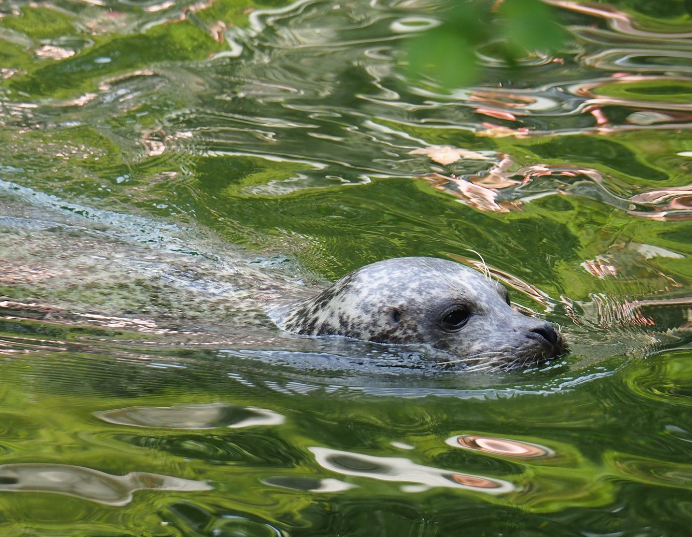 Eastern Atlantic harbor seal (Phoca vitulina vitulina), 2023-07-22