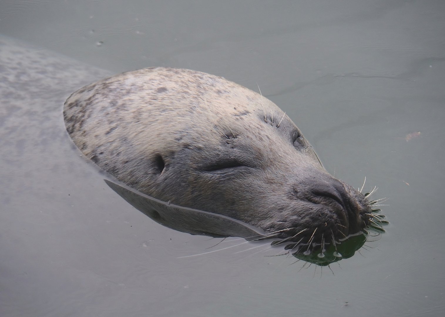 Eastern Atlantic harbor seal (Phoca vitulina vitulina), 2023-08-17
