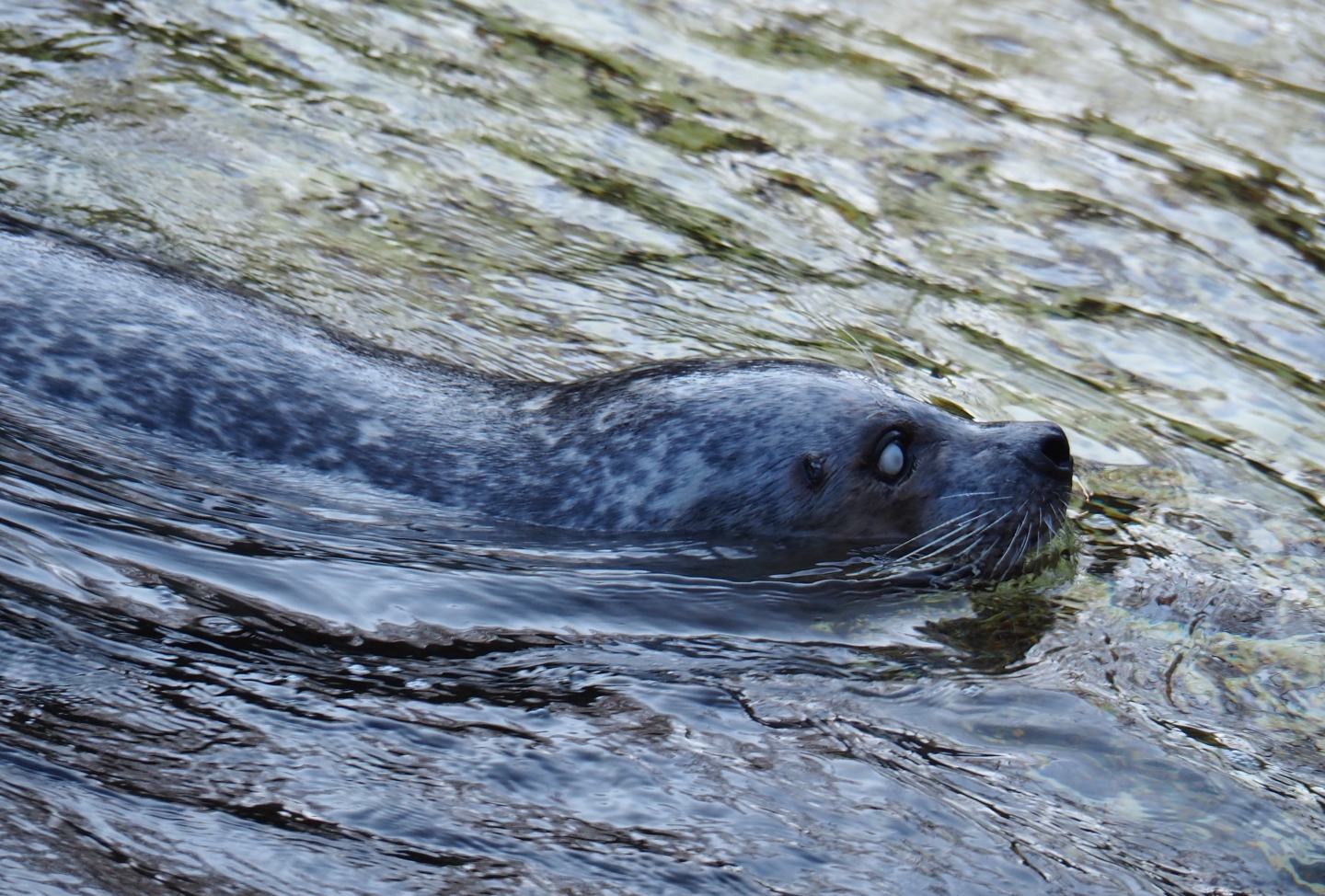 Eastern Atlantic harbor seal (Phoca vitulina vitulina), Feb 27th, 2019
