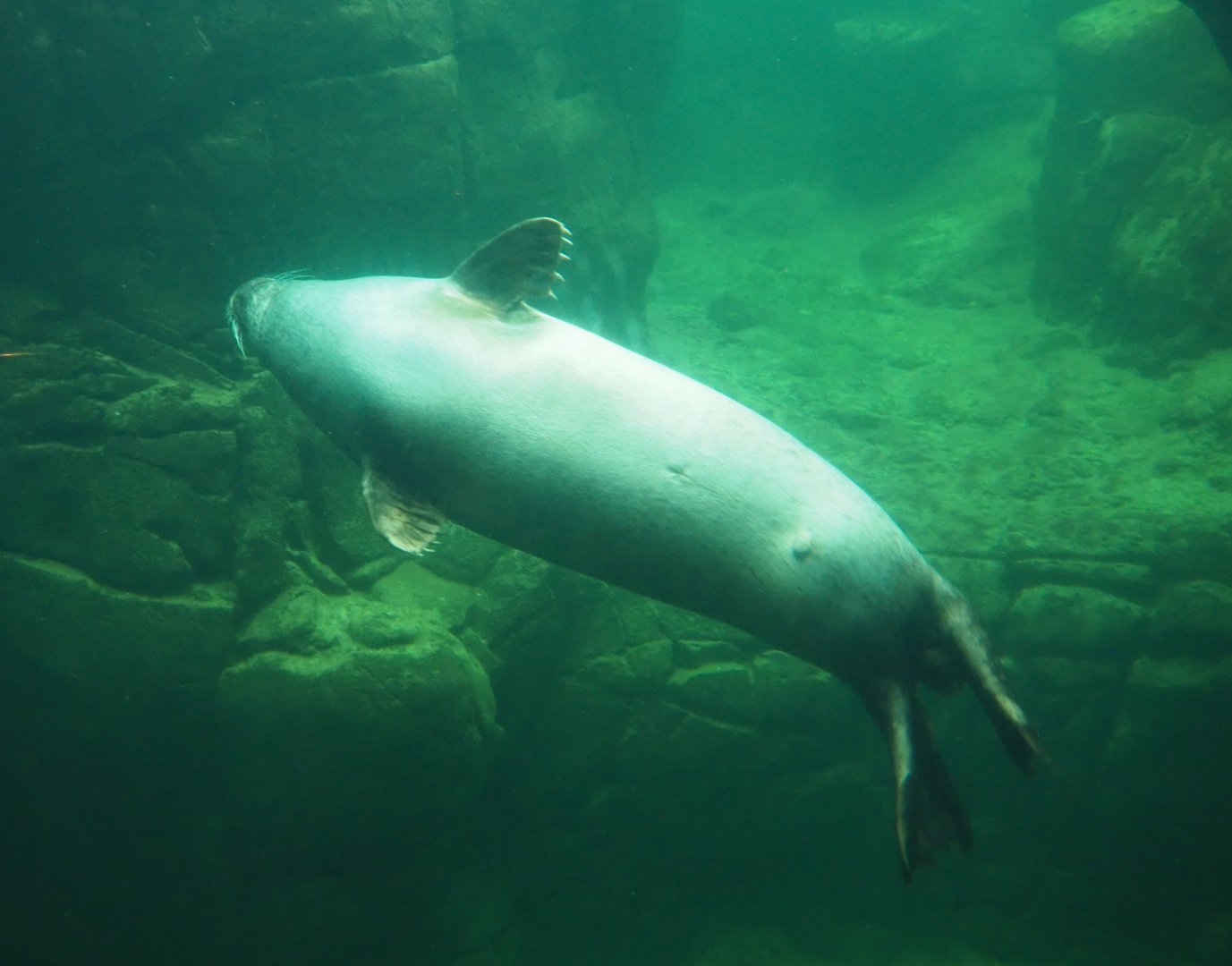 Eastern Atlantic harbor seal (Phoca vitulina vitulina) underwater, 2020-05-24