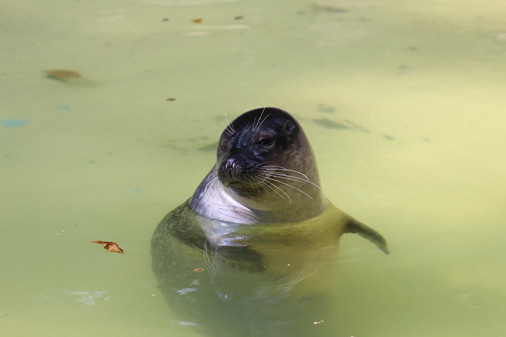 Eastern Atlantic Harbor Seal