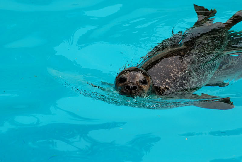 Eastern Atlantic harbor seal