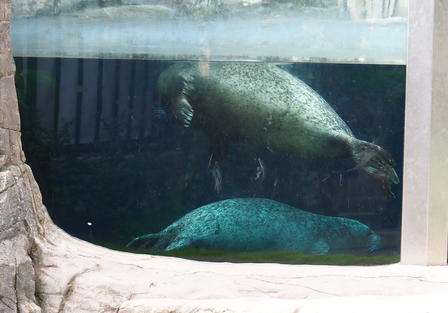 Eastern Atlantic harbor seals (Phoca vitulina vitulina), 2022-07-10