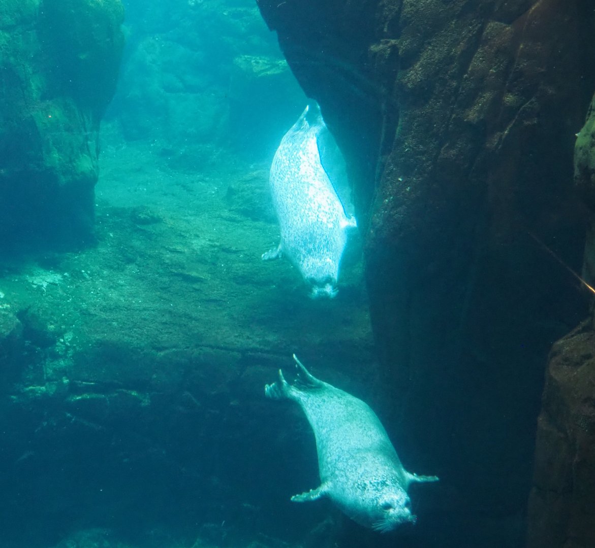 Eastern Atlantic harbor seals (Phoca vitulina vitulina) swimming underwater, 2020-06-28