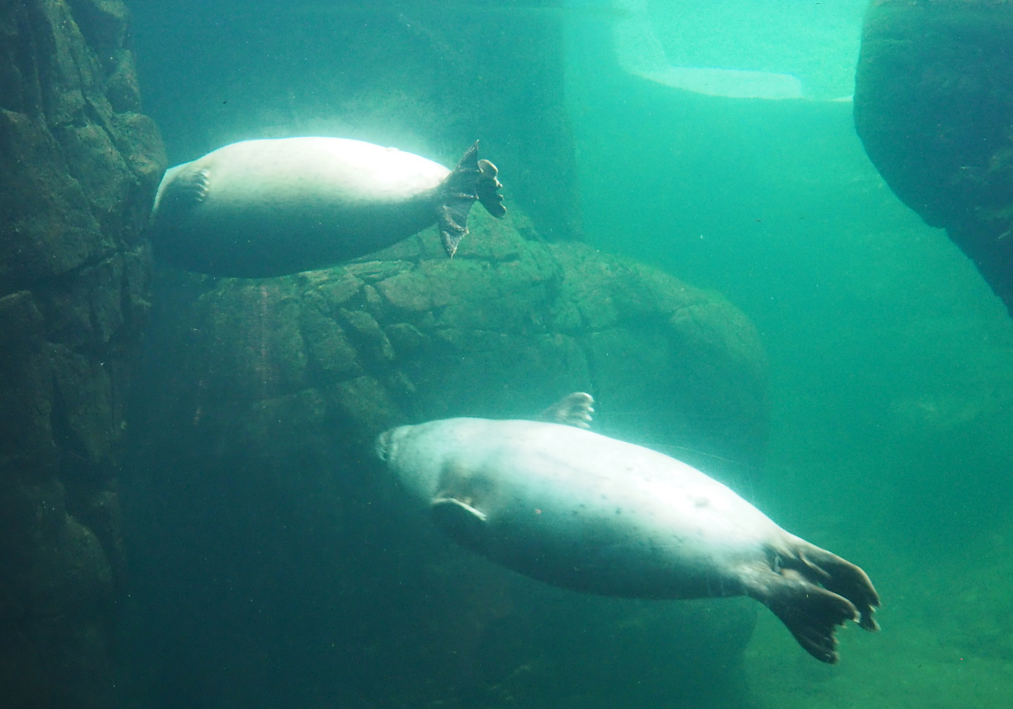 Eastern Atlantic harbor seals (Phoca vitulina vitulina) swimming underwater, 2021-06-12
