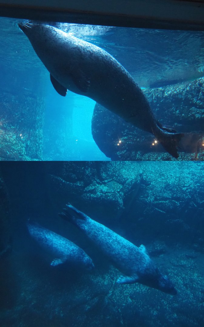 Eastern Atlantic harbor seals underwater (Phoca vitulina vitulina), 2019-12-30