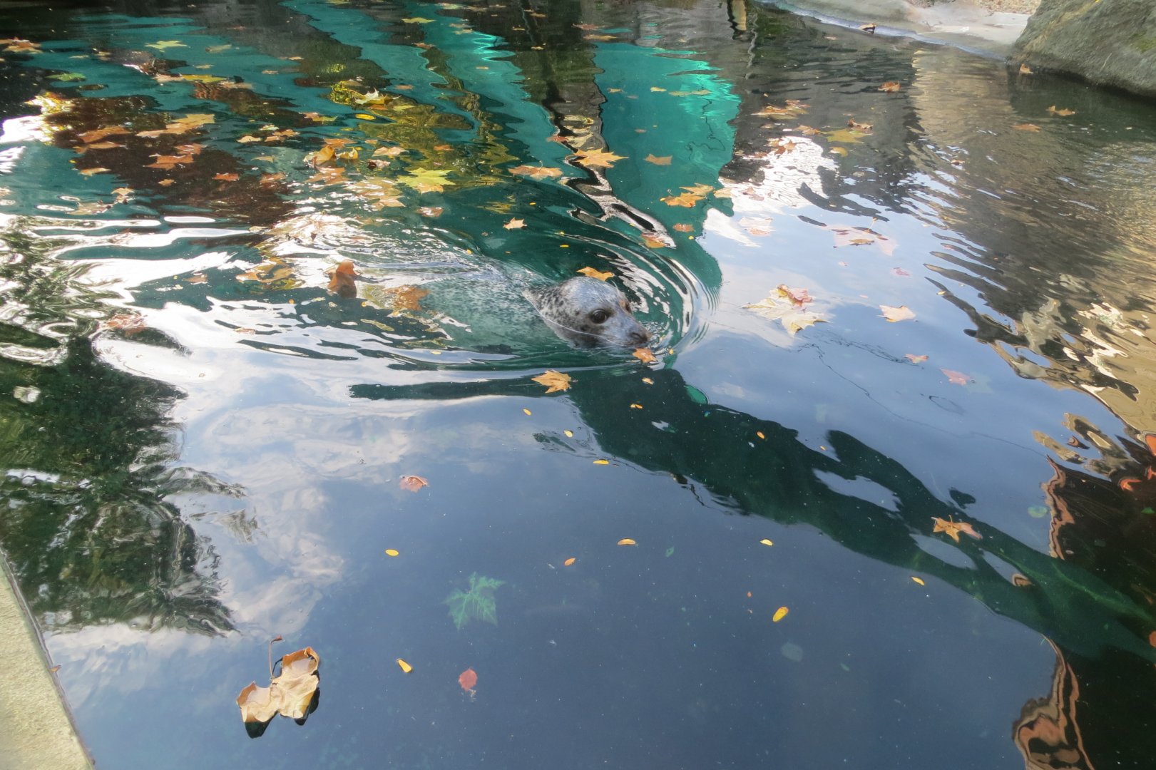 Eastern Atlantic harbour seal 171018