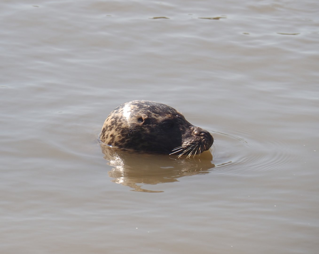 Eastern Atlantic harbour seal (Phoca vitulina vitulina), 2021-09-03