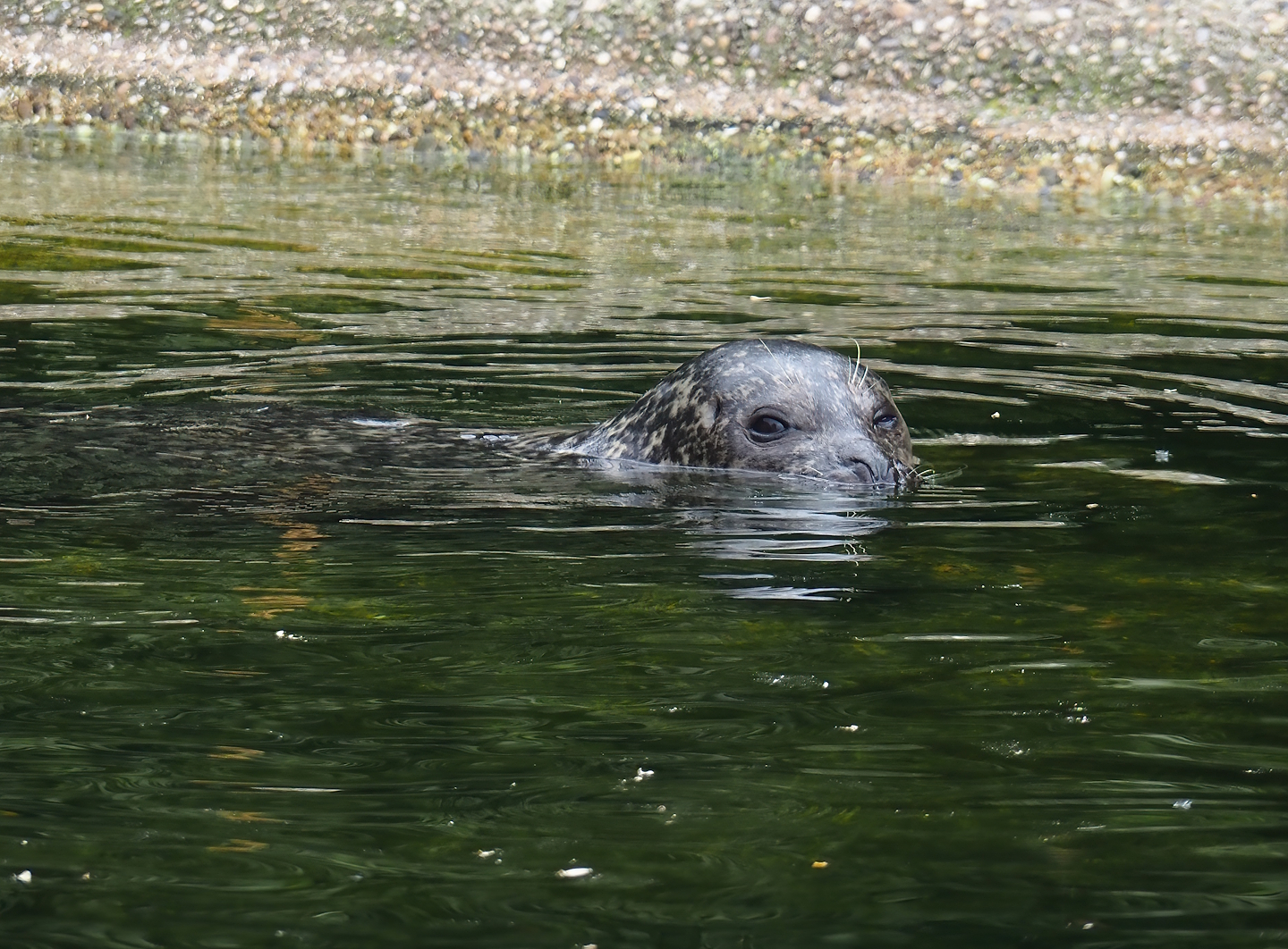 Eastern Atlantic harbour seal (Phoca vitulina vitulina), 2025-05-22
