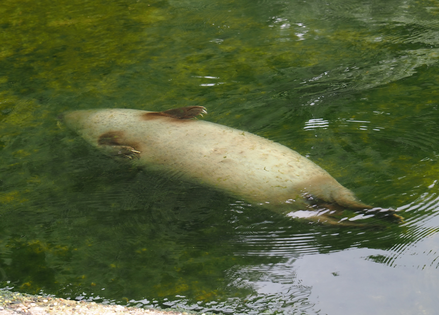 Eastern Atlantic harbour seal (Phoca vitulina vitulina), 2025-05-22