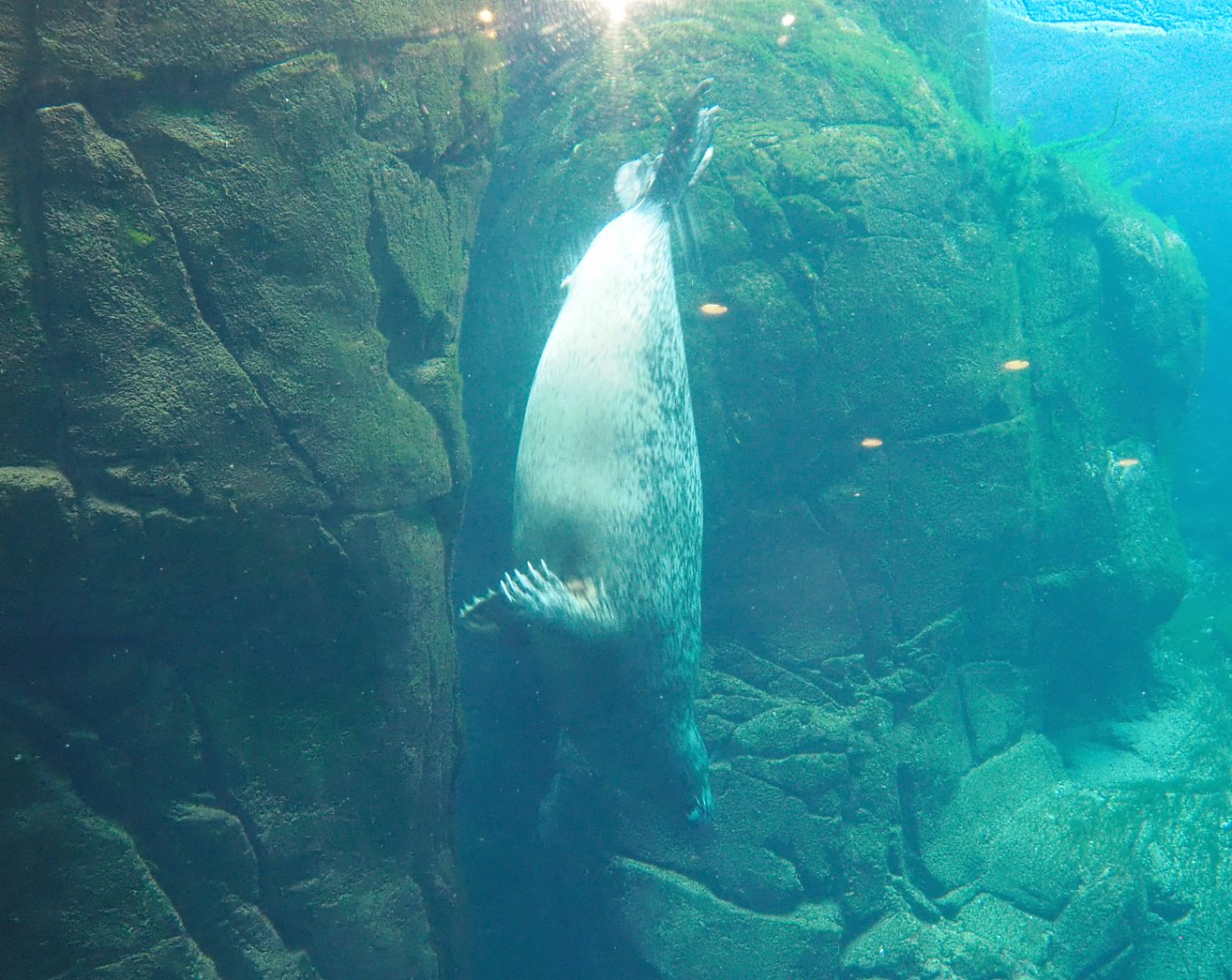 Eastern Atlantic harbour seal (Phoca vitulina vitulina) swimming underwater, 2022-05-26
