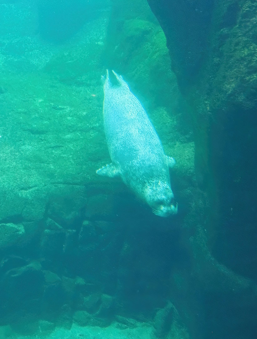 Eastern Atlantic harbour seal (Phoca vitulina vitulina) underwater, 2022-08-16
