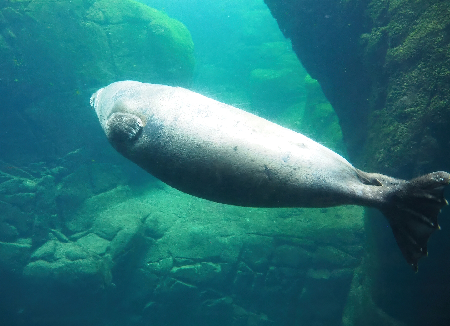 Eastern Atlantic harbour seal (Phoca vitulina vitulina) underwater, 2022-08-16