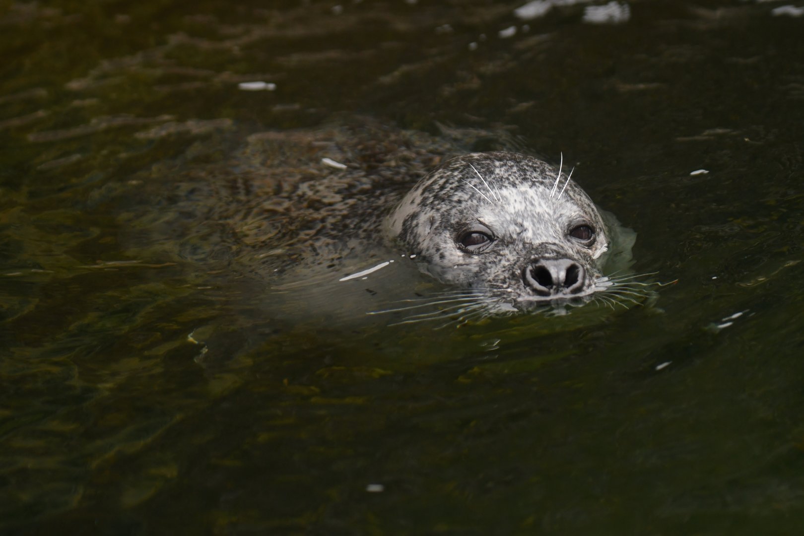 Eastern Atlantic harbour seal (Phoca vitulina vitulina)